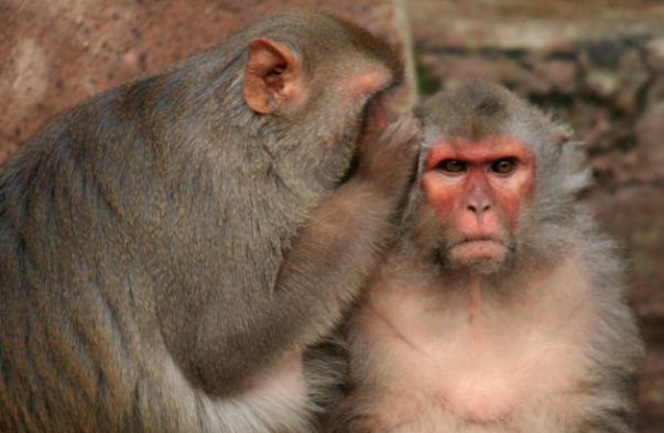 Chatty Macaques