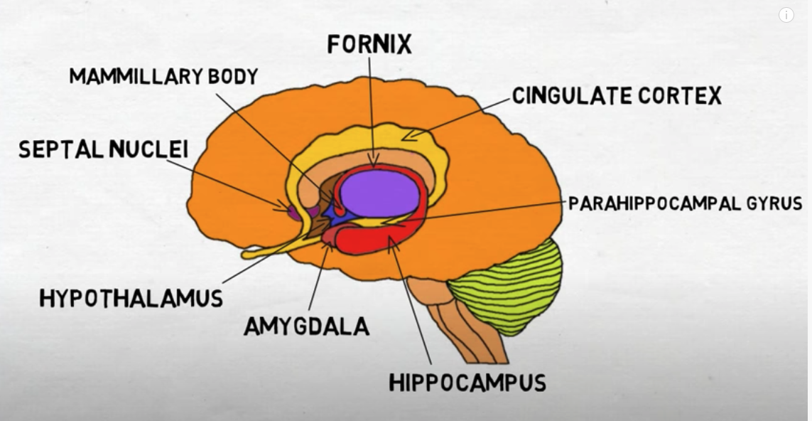 Limbic